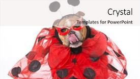  Presentation with ladybug - Amazing slide set having english bulldog wearing ladybug costume on white background backdrop and a white colored foreground