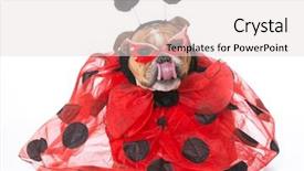  Presentation with english bulldog - Beautiful slides featuring english bulldog wearing ladybug costume backdrop and a  colored foreground