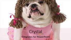  Presentation with english bulldog - Slide deck having english bulldog wearing pink dress background and a coral colored foreground