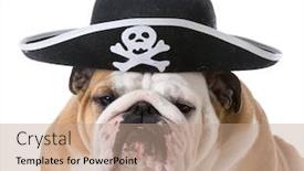  Presentation with pirate - Audience pleasing slide set consisting of english-bulldog-wearing-pirate-hat backdrop and a coral colored foreground