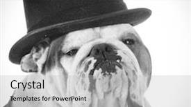  Presentation with top hat - Colorful presentation theme enhanced with english bulldog wearing top hat backdrop and a light gray colored foreground