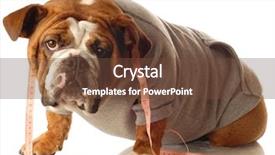  Presentation with english bulldog - Beautiful presentation featuring english bulldog wearing workout gear backdrop and a tawny brown colored foreground