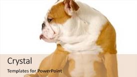  Presentation with attitude - Audience pleasing slide set consisting of english bulldog with an attitude backdrop and a yellow colored foreground