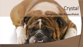  Presentation with english bulldog - Colorful PPT theme enhanced with english bulldog with crooked teeth backdrop and a coral colored foreground