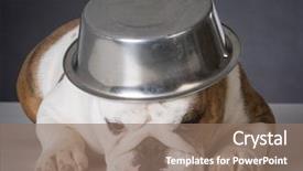  Presentation with english food - Cool new PPT theme with english bulldog with dog food bowl on head on black background backdrop and a coral colored foreground