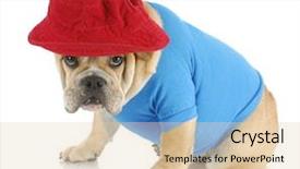  Presentation with red white blue patriotic - Amazing PPT theme having english bulldog with guilty expression backdrop and a  colored foreground