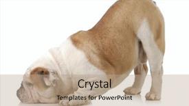  Presentation with english cabs - Cool new slide set with english bulldog with head down backdrop and a coral colored foreground