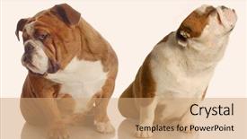  Presentation with english magazine - Presentation theme consisting of english bulldog with nose turned background and a coral colored foreground