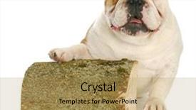  Presentation with english bulldog - Presentation theme with english bulldog with paw up background and a  colored foreground