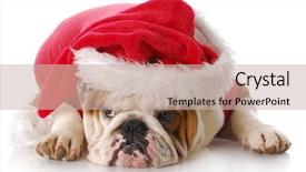  Presentation with english bulldog - Slides enhanced with english bulldog with sad expression background and a soft green colored foreground