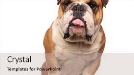  Presentation with english bulldog - PPT theme having english bulldog with tongue expose background and a  colored foreground