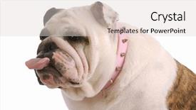  Presentation with english bulldog - Audience pleasing slides consisting of english bulldog with tongue sticking out on white background backdrop and a lemonade colored foreground