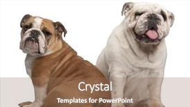  Presentation with english alphabet set in old - PPT layouts enhanced with english bulldogs 2 years old background and a coral colored foreground