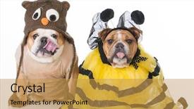  Presentation with birds - Presentation design featuring english bulldogs dressed up like the birds and the bees on white background background and a gold colored foreground