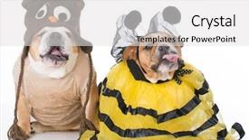  Presentation with birds - PPT layouts having english bulldogs dressed up background and a white colored foreground