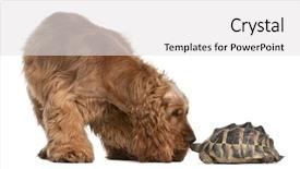  Presentation with tortoise - Beautiful slides featuring english cocker spaniel 2 years old and a hermann's tortoise testudo hermanni in front of white background backdrop and a white colored foreground