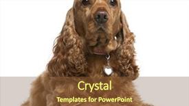  Presentation with puppy english cocker spaniel - Amazing slides having english cocker spaniel 5 years backdrop and a tawny brown colored foreground