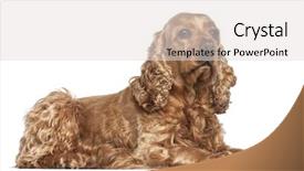  Presentation with english - PPT theme with english cocker spaniel 6 years background and a light gray colored foreground