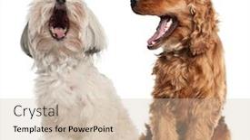  Presentation with english - Presentation theme featuring english cocker spaniel and bolognese sitting against white background background and a soft green colored foreground