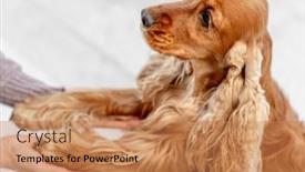  Presentation with english - Presentation theme with english-cocker-spaniel-dog-enjoying background and a coral colored foreground