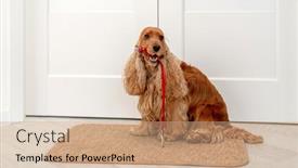  Presentation with leash - PPT theme with english-cocker-spaniel-dog-holding background and a coral colored foreground