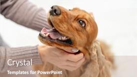 Presentation with english - Colorful slide set enhanced with english-cocker-spaniel-dog-muzzle backdrop and a coral colored foreground