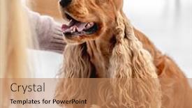  Presentation with english - Amazing presentation design having english-cocker-spaniel-dog backdrop and a coral colored foreground