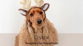  Presentation with english - Beautiful presentation design featuring english-cocker-spaniel-dog backdrop and a coral colored foreground