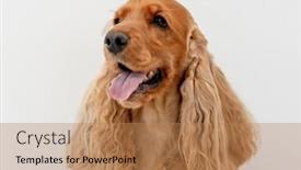  Presentation with english - Amazing presentation theme having english-cocker-spaniel-dog backdrop and a coral colored foreground