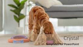  Presentation with english - Colorful presentation theme enhanced with english-cocker-spaniel-dog backdrop and a coral colored foreground