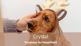  Presentation with english - Slide deck with english-cocker-spaniel-dog background and a coral colored foreground