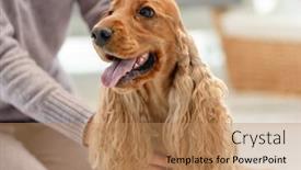  Presentation with english - Amazing slide deck having english-cocker-spaniel-dog backdrop and a coral colored foreground