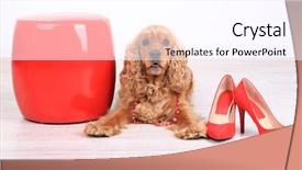  Presentation with english - Amazing presentation having english-cocker-spaniel-in-room backdrop and a pink colored foreground