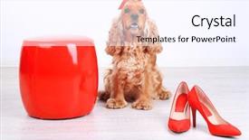  Presentation with puppy english cocker spaniel - Presentation design consisting of english cocker spaniel in room background and a  colored foreground