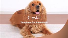  Presentation with english - PPT layouts with english-cocker-spaniel-in-room background and a red colored foreground
