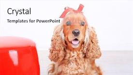  Presentation with english - PPT layouts featuring english cocker spaniel in room background and a  colored foreground