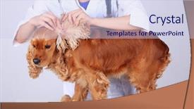  Presentation with puppy english cocker spaniel - Slide set having english cocker spaniel in veterinarian background and a sky blue colored foreground