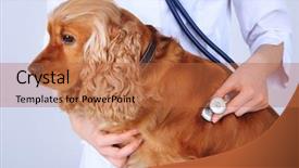  Presentation with puppy english cocker spaniel - Presentation consisting of english cocker spaniel in veterinarian background and a red colored foreground