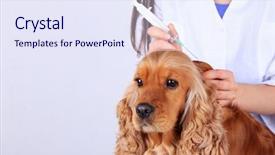  Presentation with puppy english cocker spaniel - Audience pleasing slides consisting of english cocker spaniel in veterinarian backdrop and a sky blue colored foreground