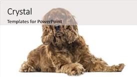  Presentation with english - Presentation design featuring english cocker spaniel lying 6 background and a light gray colored foreground