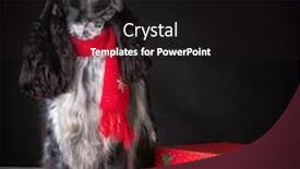  Presentation with christmas black - Beautiful presentation theme featuring english cocker spaniel male wearing a scarf sitting beside a christmas gift on black background backdrop and a black colored foreground