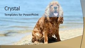  Presentation with puppy english cocker spaniel - Presentation featuring english cocker spaniel on beach background and a  colored foreground