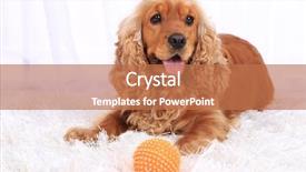  Presentation with carpet - Amazing slide deck having english cocker spaniel on carpet backdrop and a coral colored foreground