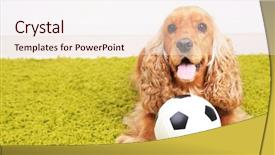  Presentation with puppy english cocker spaniel - Amazing PPT theme having english cocker spaniel on carpet backdrop and a  colored foreground