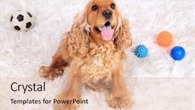  Presentation with puppy english cocker spaniel - Beautiful slides featuring english cocker spaniel on carpet backdrop and a lemonade colored foreground