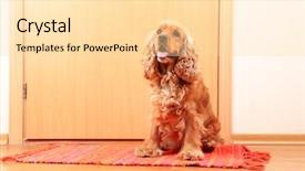  Presentation with puppy english cocker spaniel - Audience pleasing slide set consisting of english cocker spaniel on rug backdrop and a  colored foreground