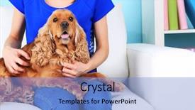  Presentation with english - Colorful theme enhanced with english cocker spaniel on sofa backdrop and a  colored foreground