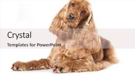  Presentation with puppy english cocker spaniel - Presentation design featuring english cocker spaniel on white background and a soft green colored foreground