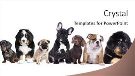  Presentation with english - Slide set enhanced with tibetan mastiff - english cocker spaniel on white background and a white colored foreground