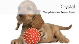 Presentation with puppy english cocker spaniel - Cool new presentation with english cocker spaniel playing backdrop and a white colored foreground